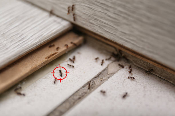 Best Wasp Removal Services  in Akron, IN